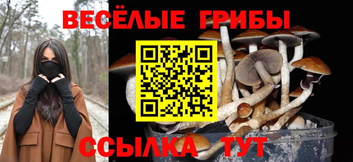 Галлюциногенные грибы Cubensis  Вход с VPN  что такое   Нерюнгри  Псилоцибиновые грибы Psilocybine cubensis 